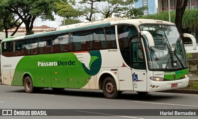 Pássaro Verde 29020 na cidade de Belo Horizonte, Minas Gerais, Brasil, por Hariel Bernades. ID da foto: 10760855.