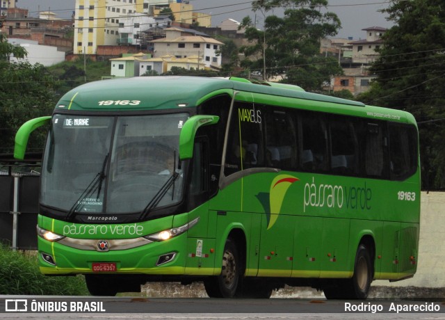 Pássaro Verde 19163 na cidade de Conselheiro Lafaiete, Minas Gerais, Brasil, por Rodrigo  Aparecido. ID da foto: 10808695.