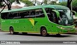 Pássaro Verde 15134 na cidade de Belo Horizonte, Minas Gerais, Brasil, por Hariel Bernades. Número da foto: #:id.