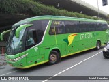 Pássaro Verde 15130 na cidade de Belo Horizonte, Minas Gerais, Brasil, por Hariel Bernades. Número da foto: #:id.