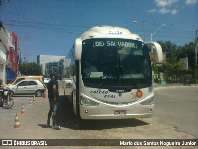 Falcão Real 23130 na cidade de Capim Grosso, Bahia, Brasil, por Mario dos Santos Nogueira Junior. ID da foto: 11072878.