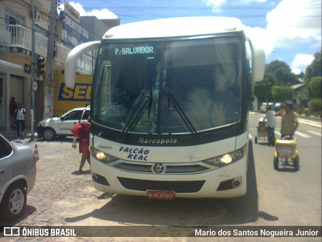 Falcão Real 1281 na cidade de Capim Grosso, Bahia, Brasil, por Mario dos Santos Nogueira Junior. ID da foto: 11109088.