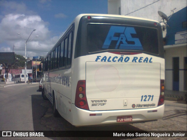 Falcão Real 1271 na cidade de Capim Grosso, Bahia, Brasil, por Mario dos Santos Nogueira Junior. Número da foto: #11091939.