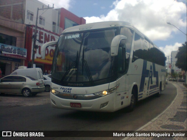 Falcão Real 21200 na cidade de Capim Grosso, Bahia, Brasil, por Mario dos Santos Nogueira Junior. ID da foto: 11099404.