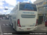 Falcão Real 21200 na cidade de Capim Grosso, Bahia, Brasil, por Mario dos Santos Nogueira Junior. Número da foto: #11101187.