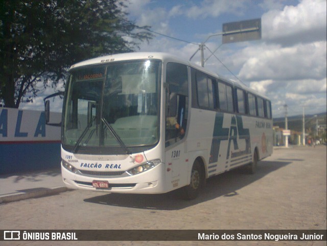 Falcão Real 1301 na cidade de Piritiba, Bahia, Brasil, por Mario dos Santos Nogueira Junior. ID da foto: 11165794.