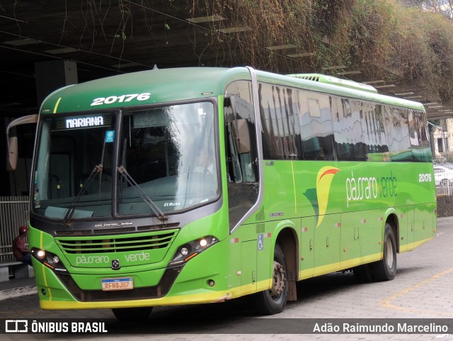 Pássaro Verde 20176 na cidade de Belo Horizonte, Minas Gerais, Brasil, por Adão Raimundo Marcelino. ID da foto: 11396276.