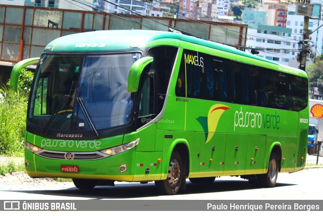 Pássaro Verde 15133 na cidade de Viçosa, Minas Gerais, Brasil, por Paulo Henrique Pereira Borges. Número da foto: #11490549.
