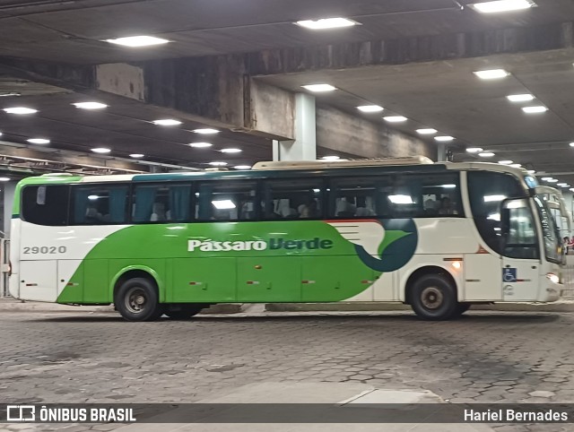 Pássaro Verde 29020 na cidade de Belo Horizonte, Minas Gerais, Brasil, por Hariel Bernades. Número da foto: #11418131.